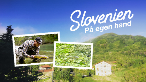 Slovenien – på egen hand